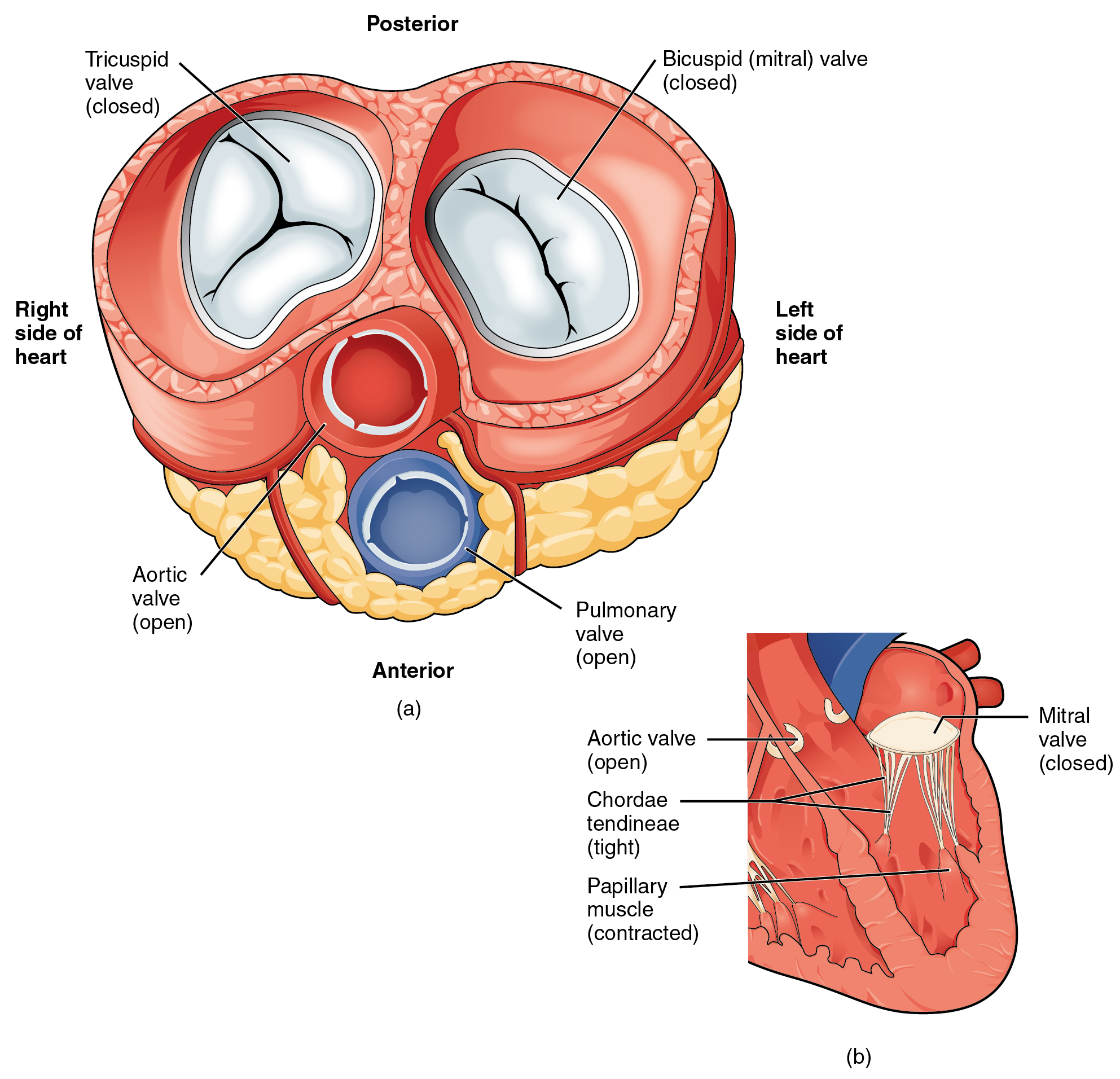 Fatty Liver Diet Insights