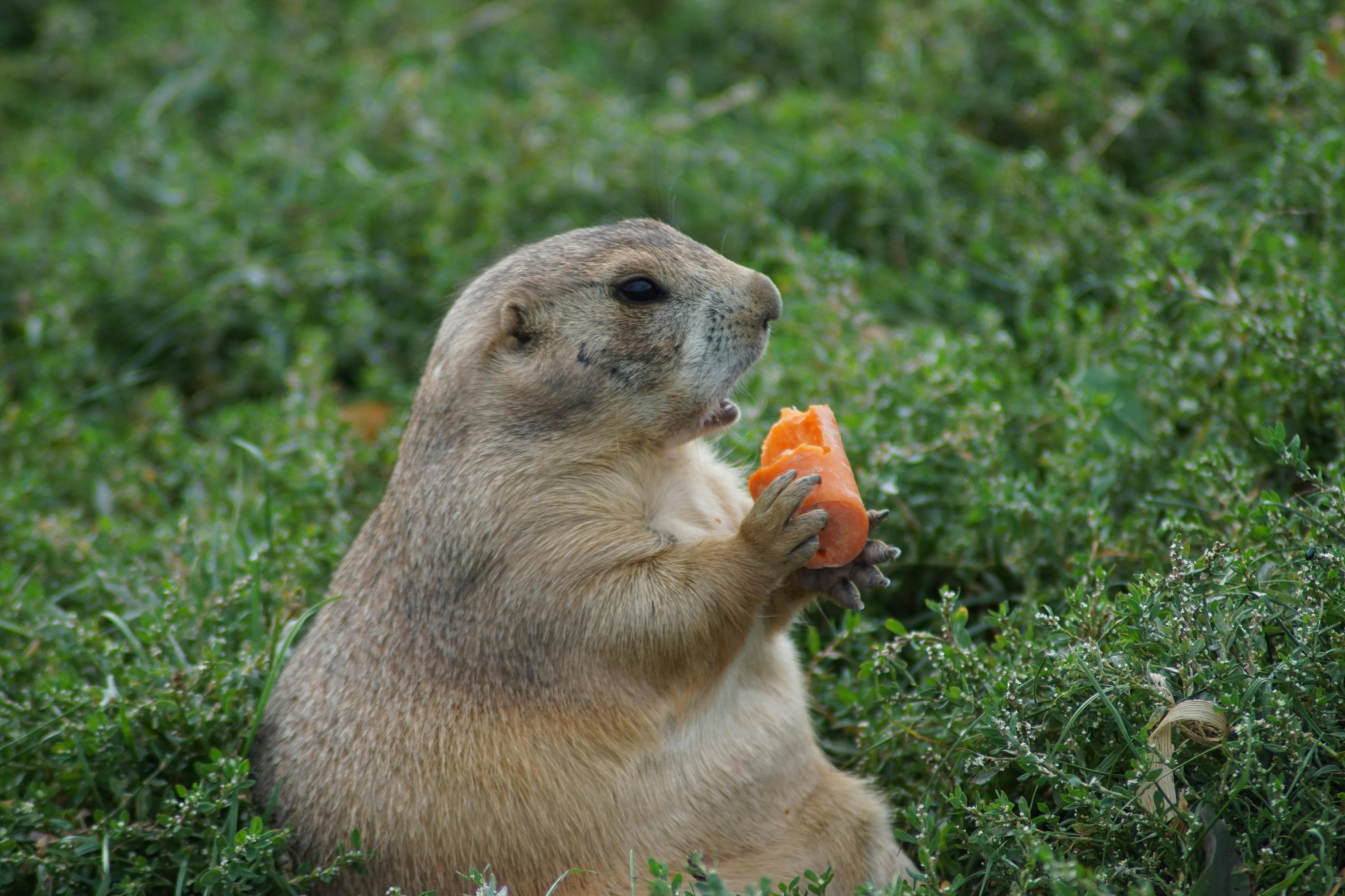 Smart Ways to Optimize Your Penguin Diet in 2025: Enhance Feeding Insights