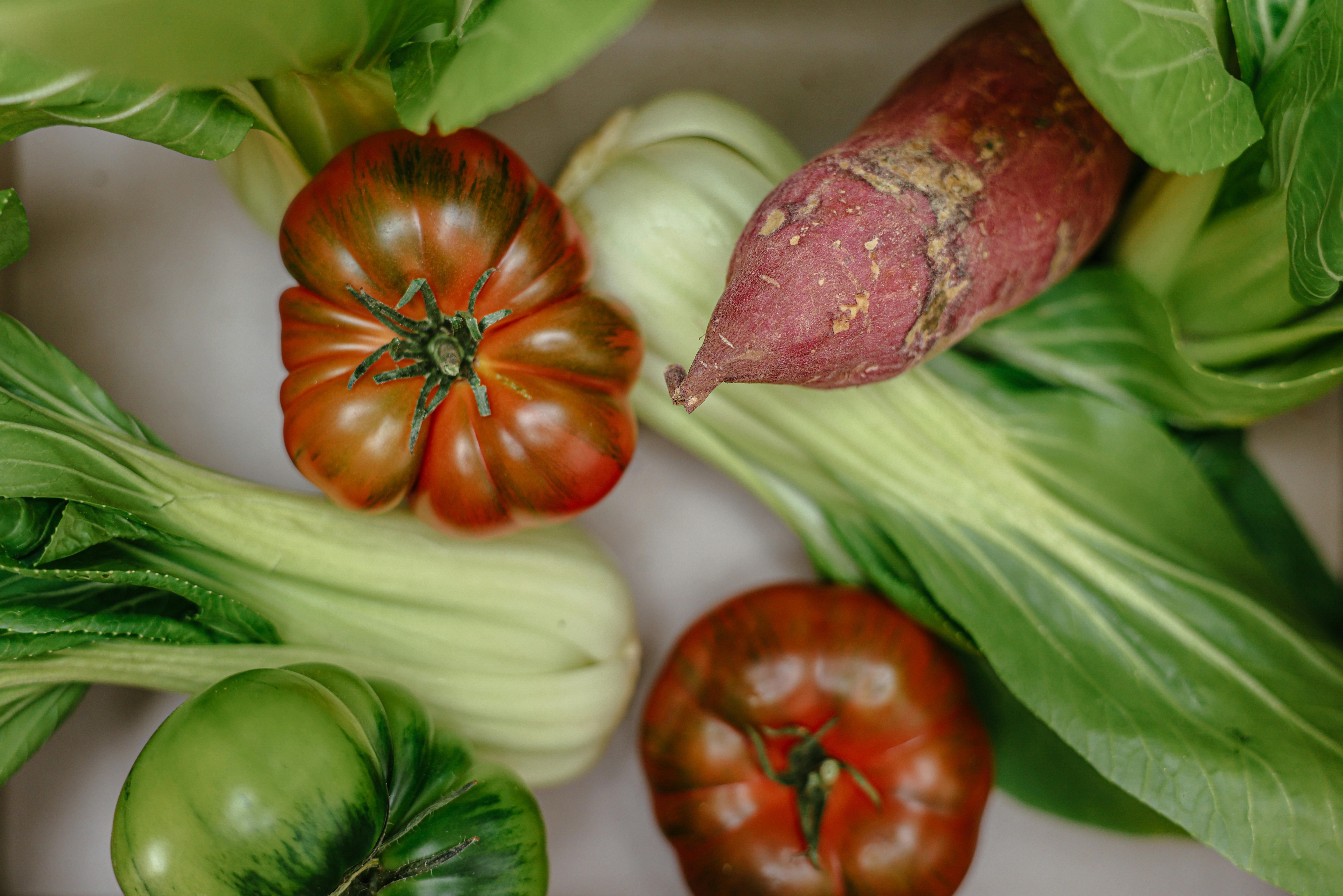 Smart Ways to Improve Your Garter Snake Diet in 2025