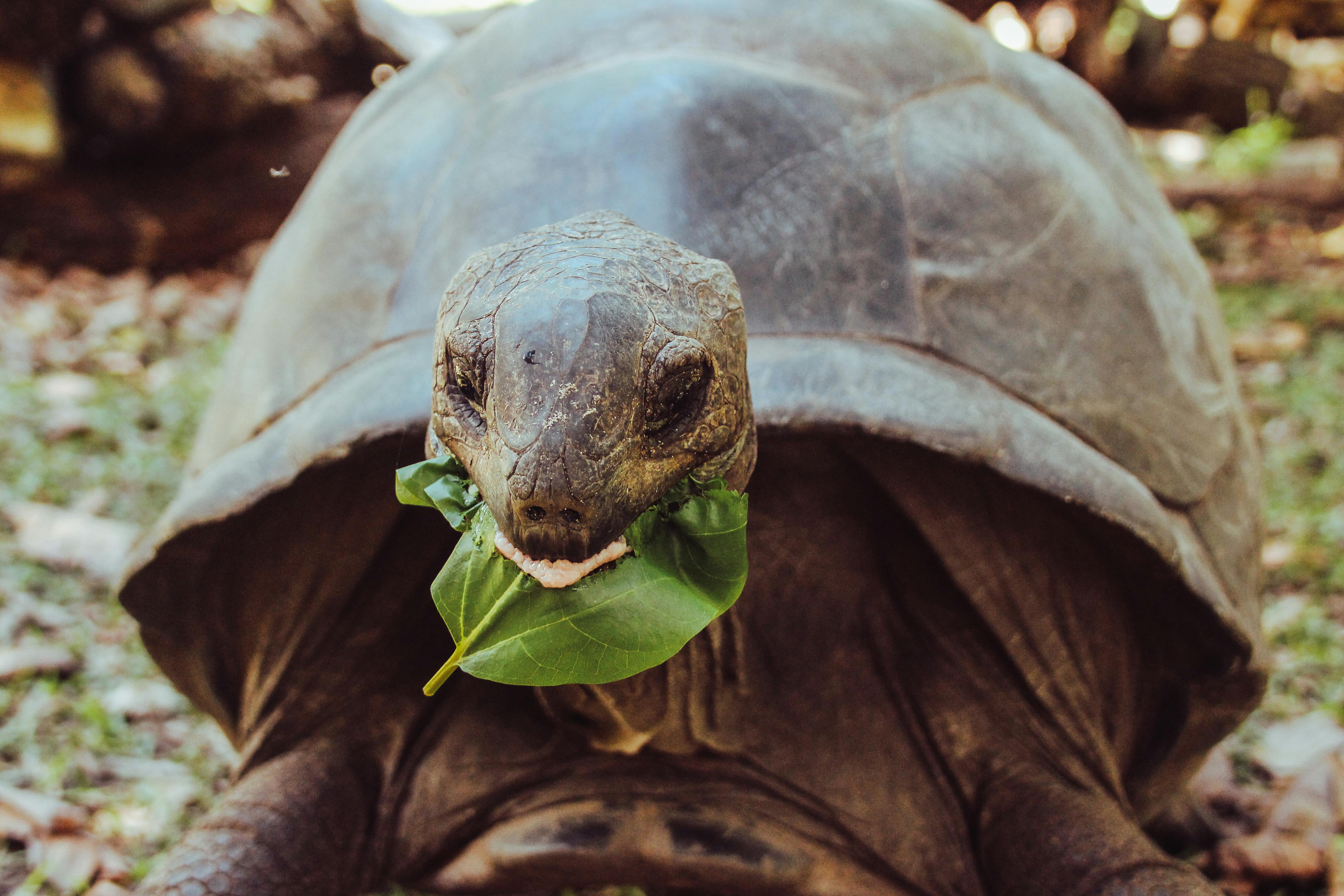 Smart Ways to Enhance the Ray Peat Diet in 2025