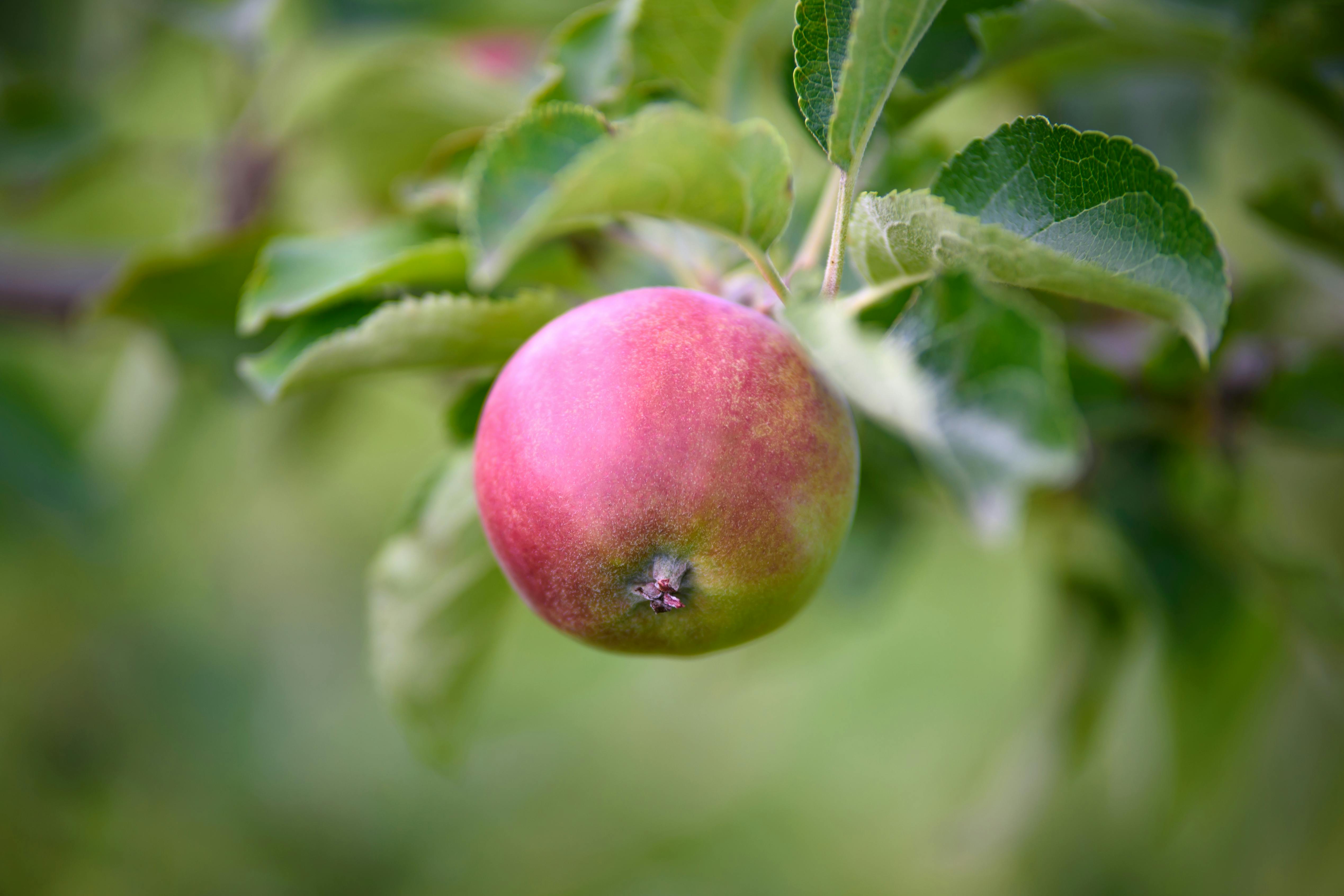 Best 10 Options for Enhancing Your Dr. Nowzaradan Diet in 2025