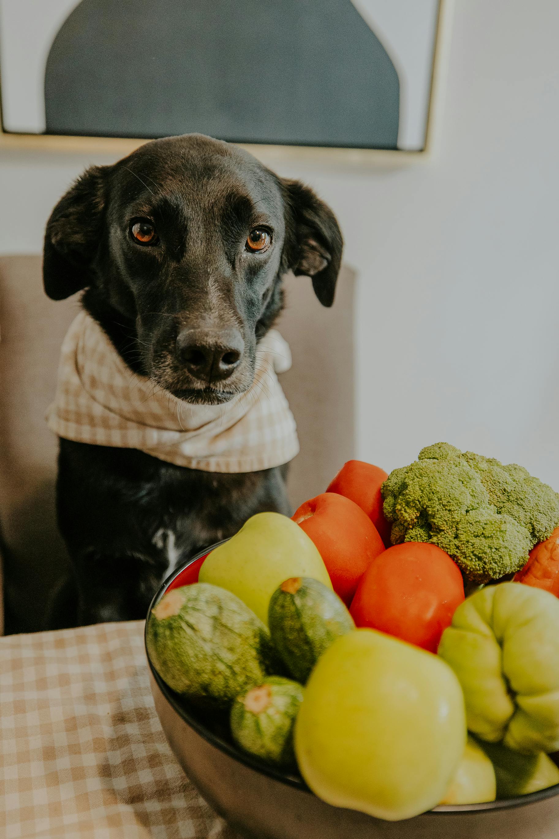 Healthy dog food options for sensitive stomach