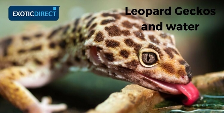 Leopard Gecko Diet