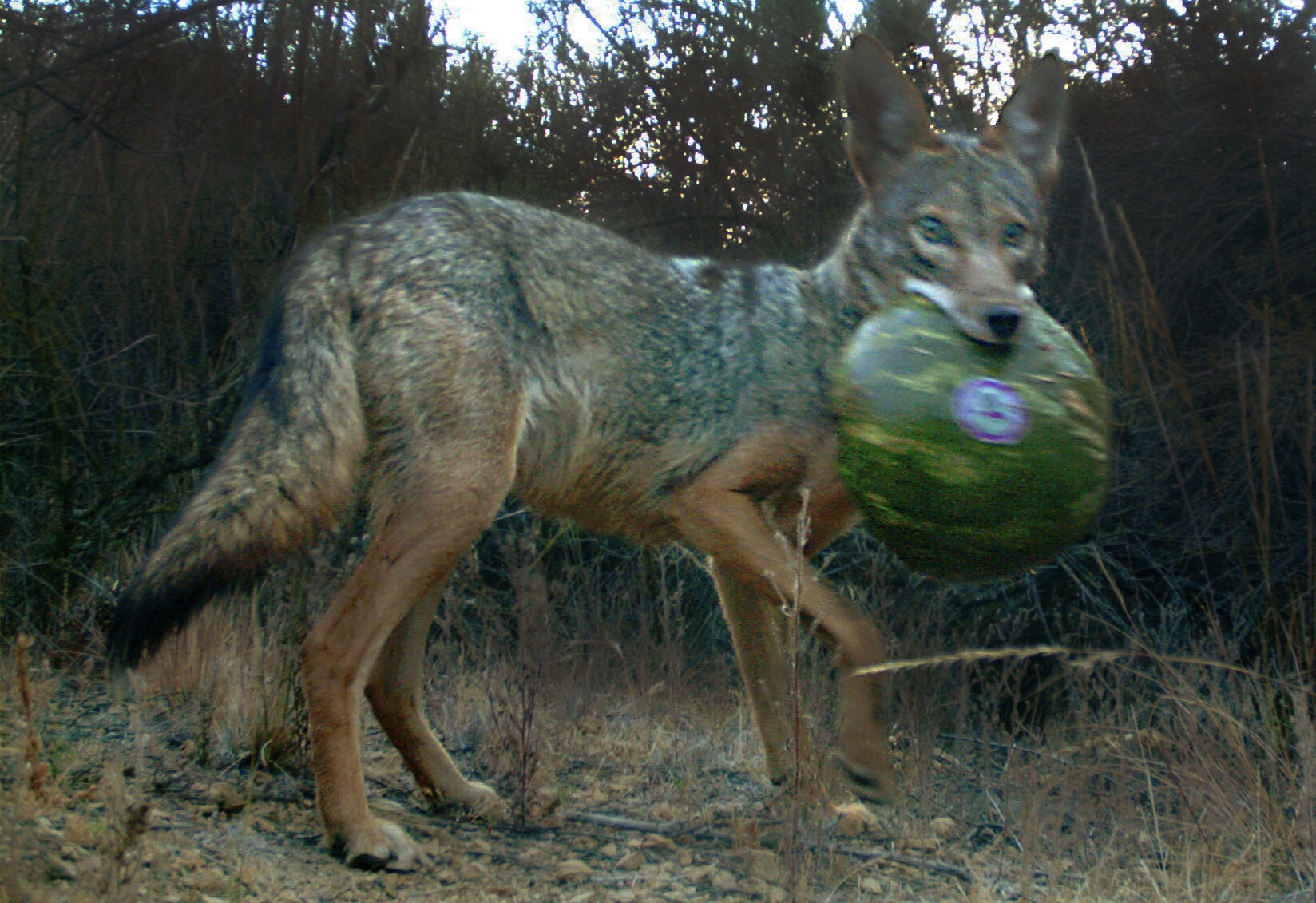 Coyote Diet Image 1