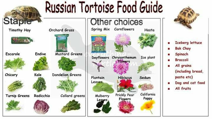 Healthy Russian Tortoise Diet