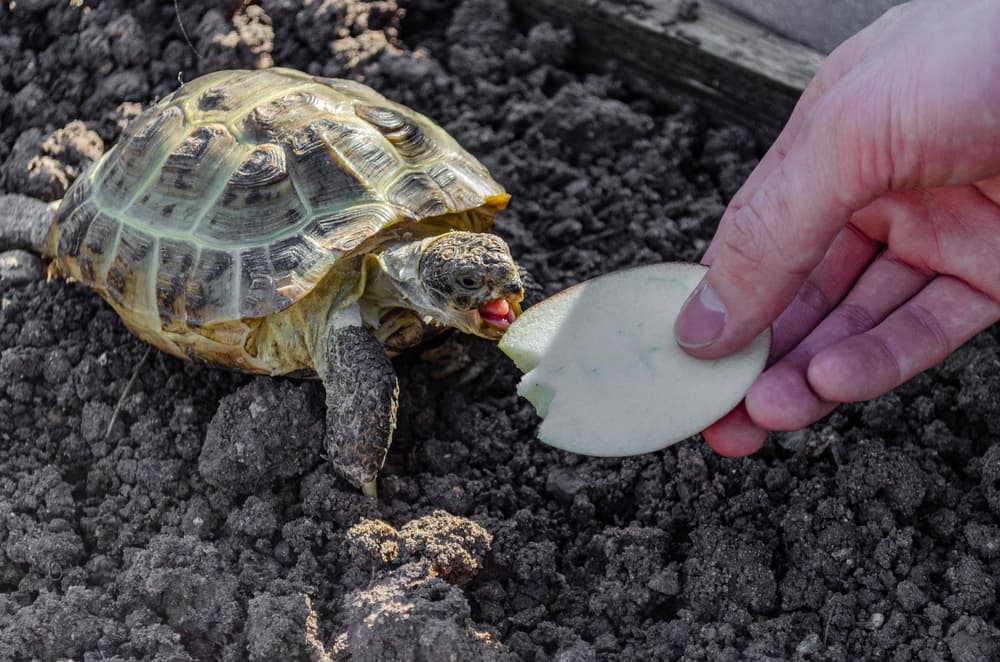 Russian Tortoise Feeding