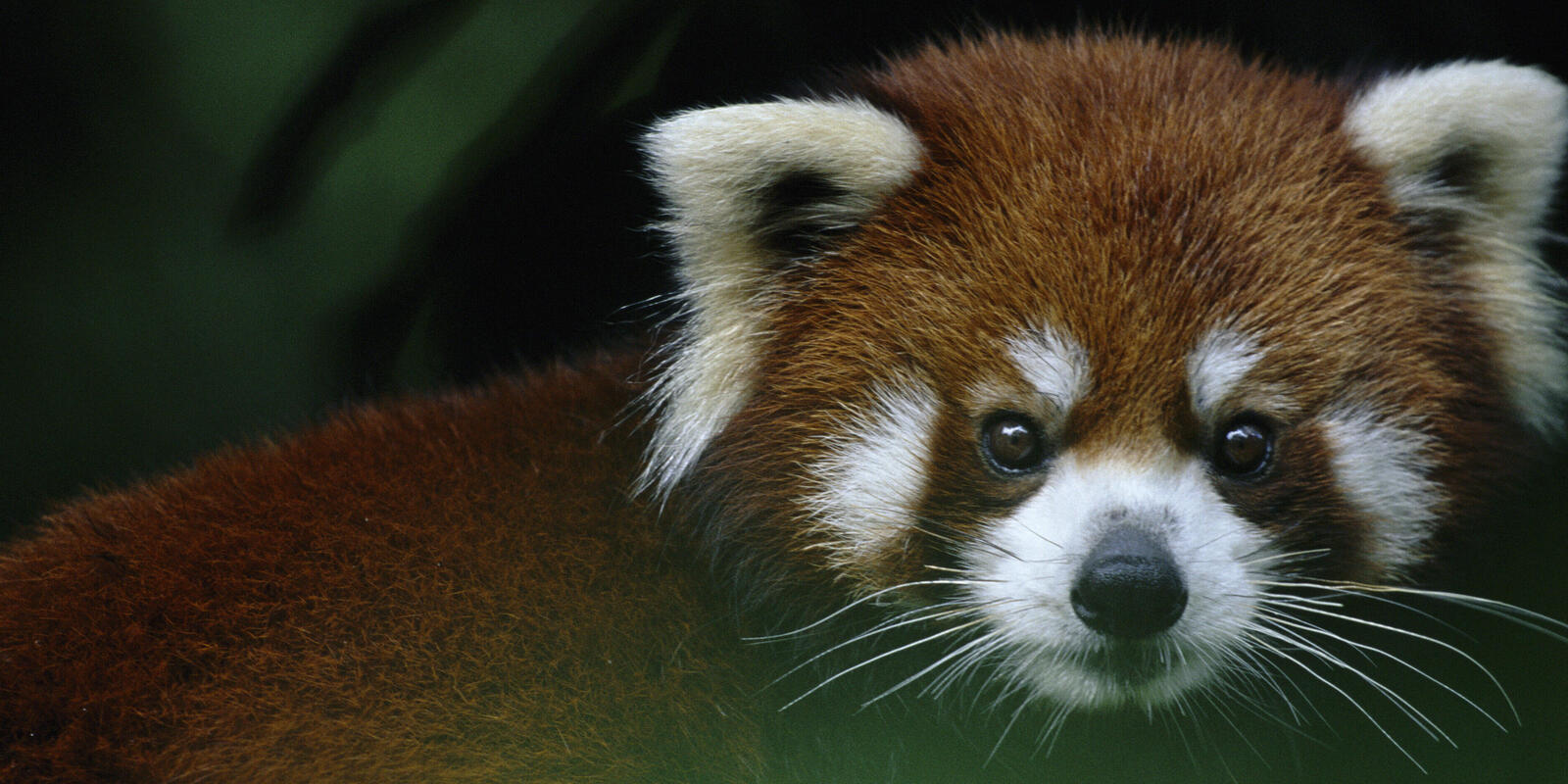 Red Panda Feeding in Natural Habitat