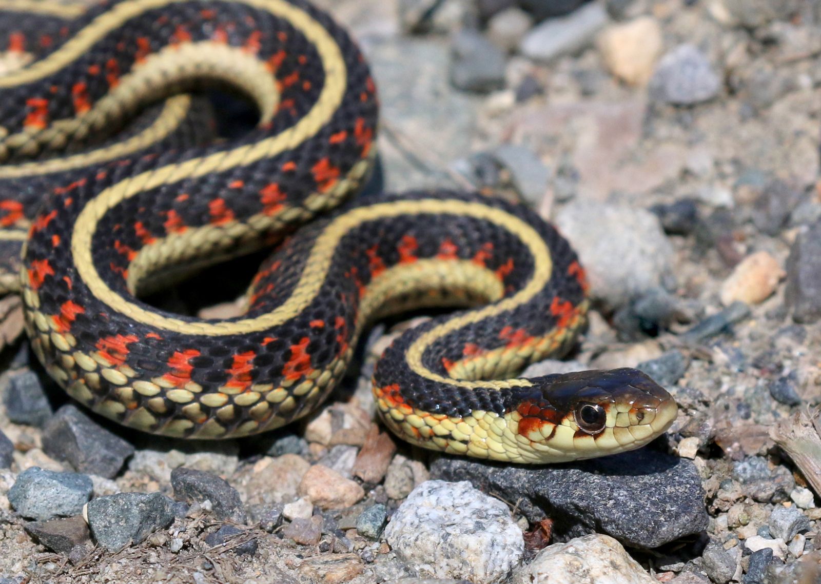 Garter Snake Diet