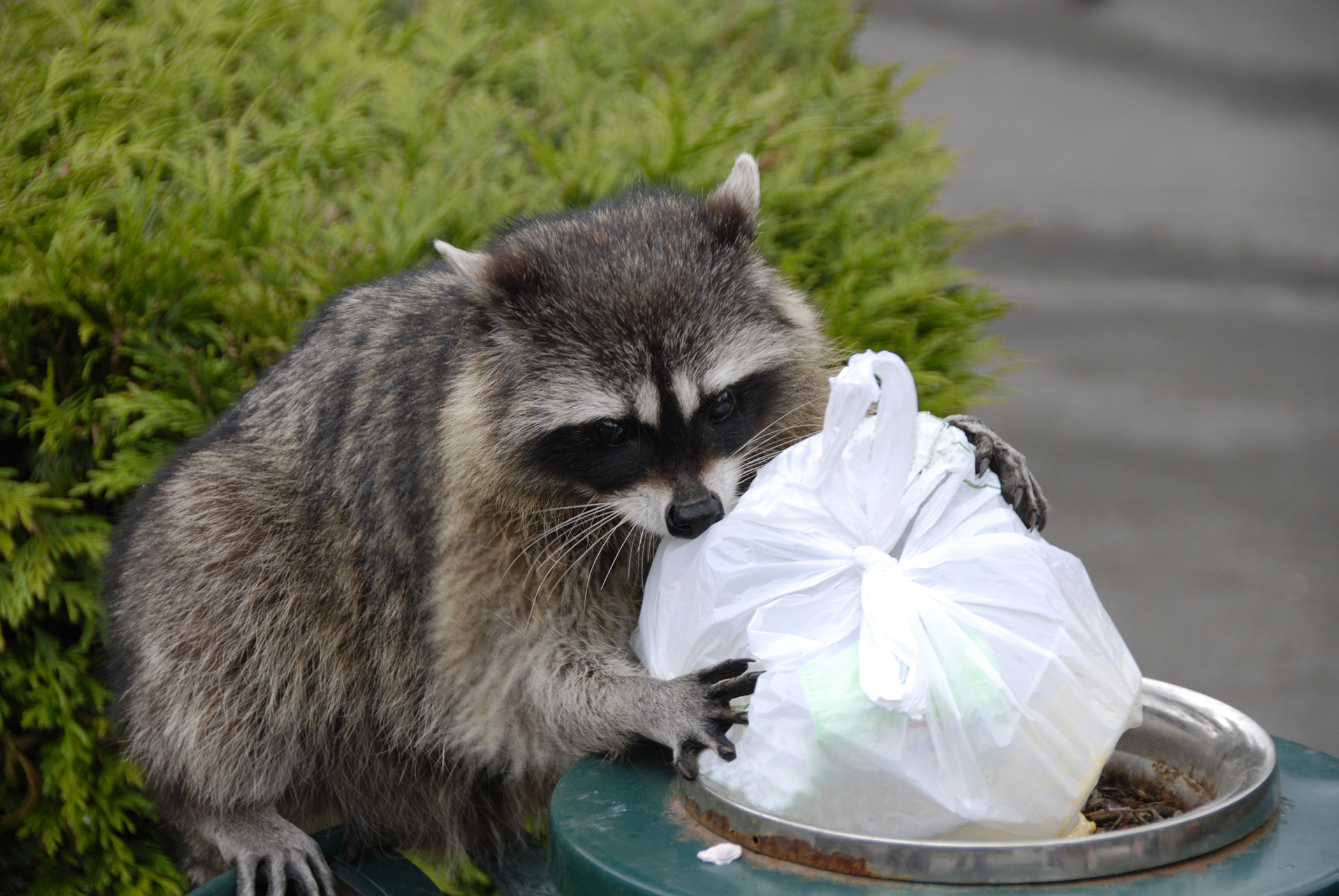 Raccoon Diet