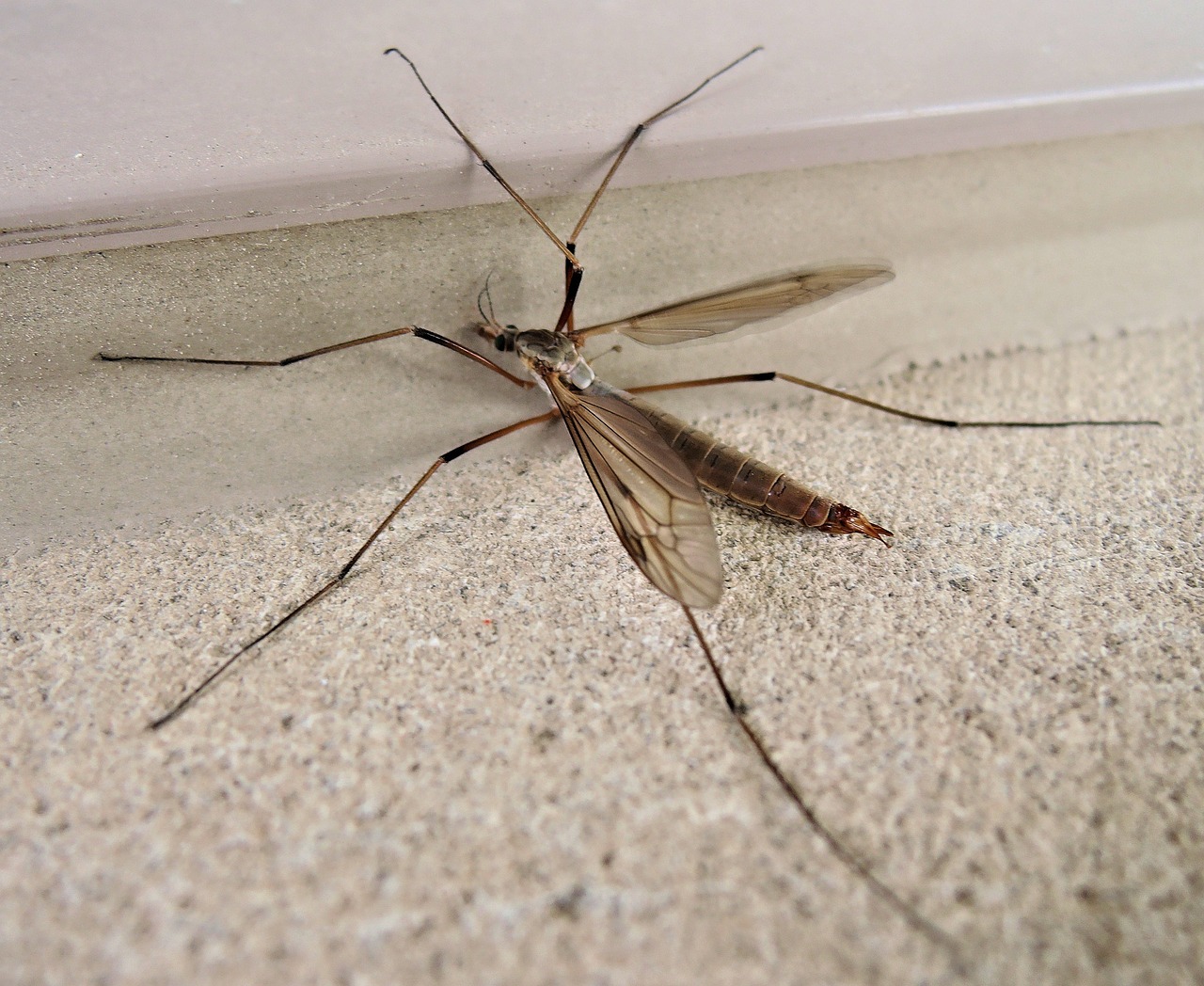 Crane fly in the habitat