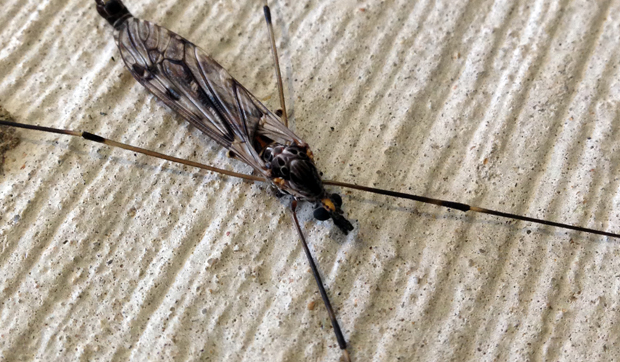 Crane fly feeding