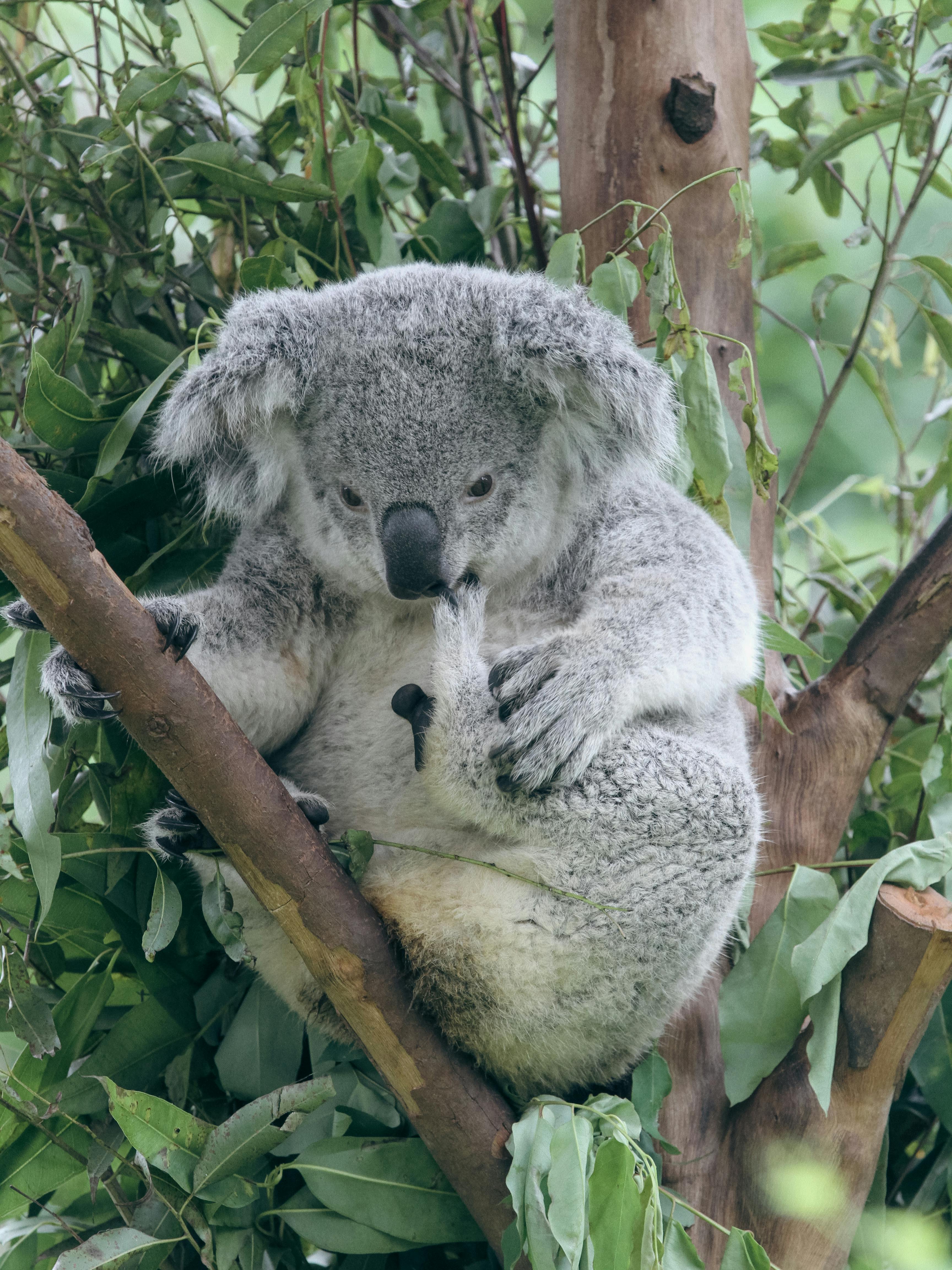 Koala in its natural habitat